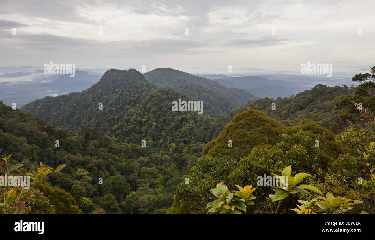 Vista di densa foresta pluviale tropicale, Kubah National Park, Sarawak, Malaysia Foto Stock
