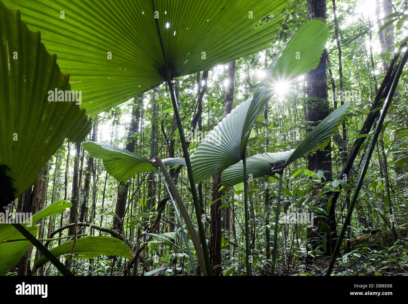 Fronde di palma, Kubah National Park, Sarawak, Malaysia Foto Stock