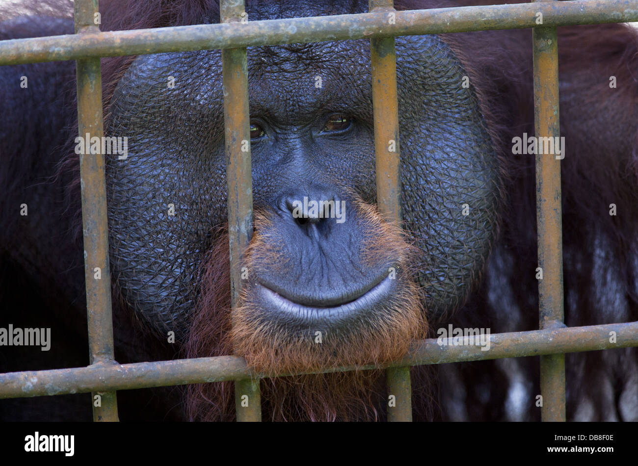 Voce maschile orangutan, pongo pygmaeus, guardando fuori da dietro le sbarre su una gabbia, Sarawak, Malaysia Foto Stock