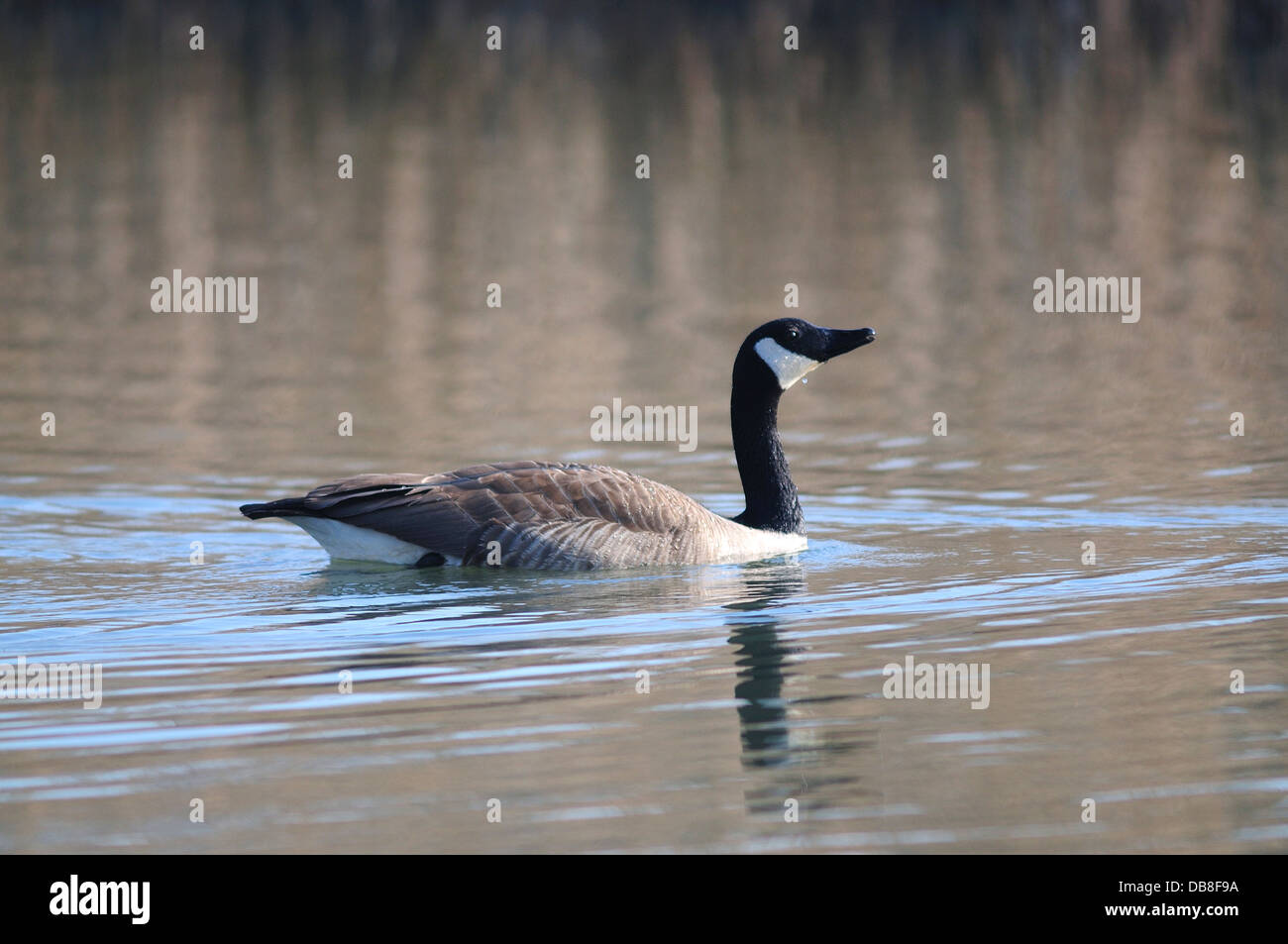 Un canada goose nuoto Foto Stock