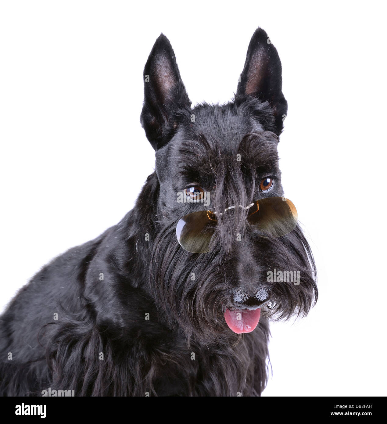 Scotch terrier in bicchieri su sfondo bianco Foto Stock