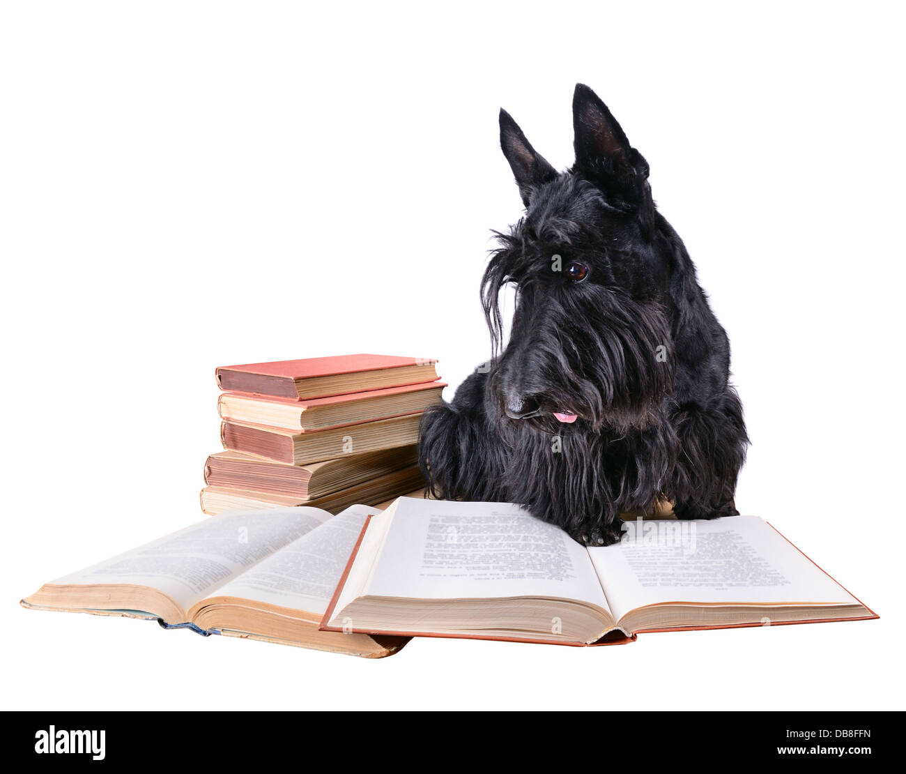 Scotch terrier con libri su sfondo bianco Foto Stock