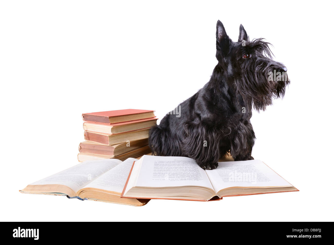 Scotch terrier con vecchi libri su sfondo bianco Foto Stock