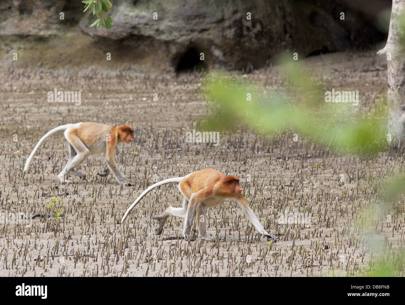 Proboscide scimmia, Nasalis larvatus, seduto sulla spiaggia, Sabah, Malaysia Foto Stock