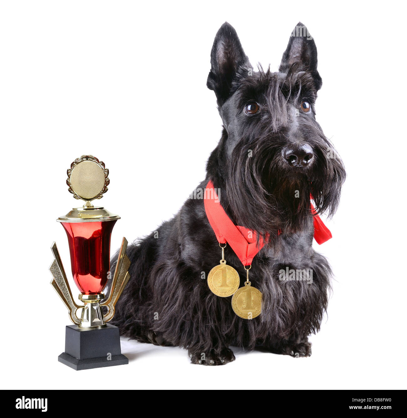 Scotch terrier con medaglie d oro e la coppa su sfondo bianco Foto Stock