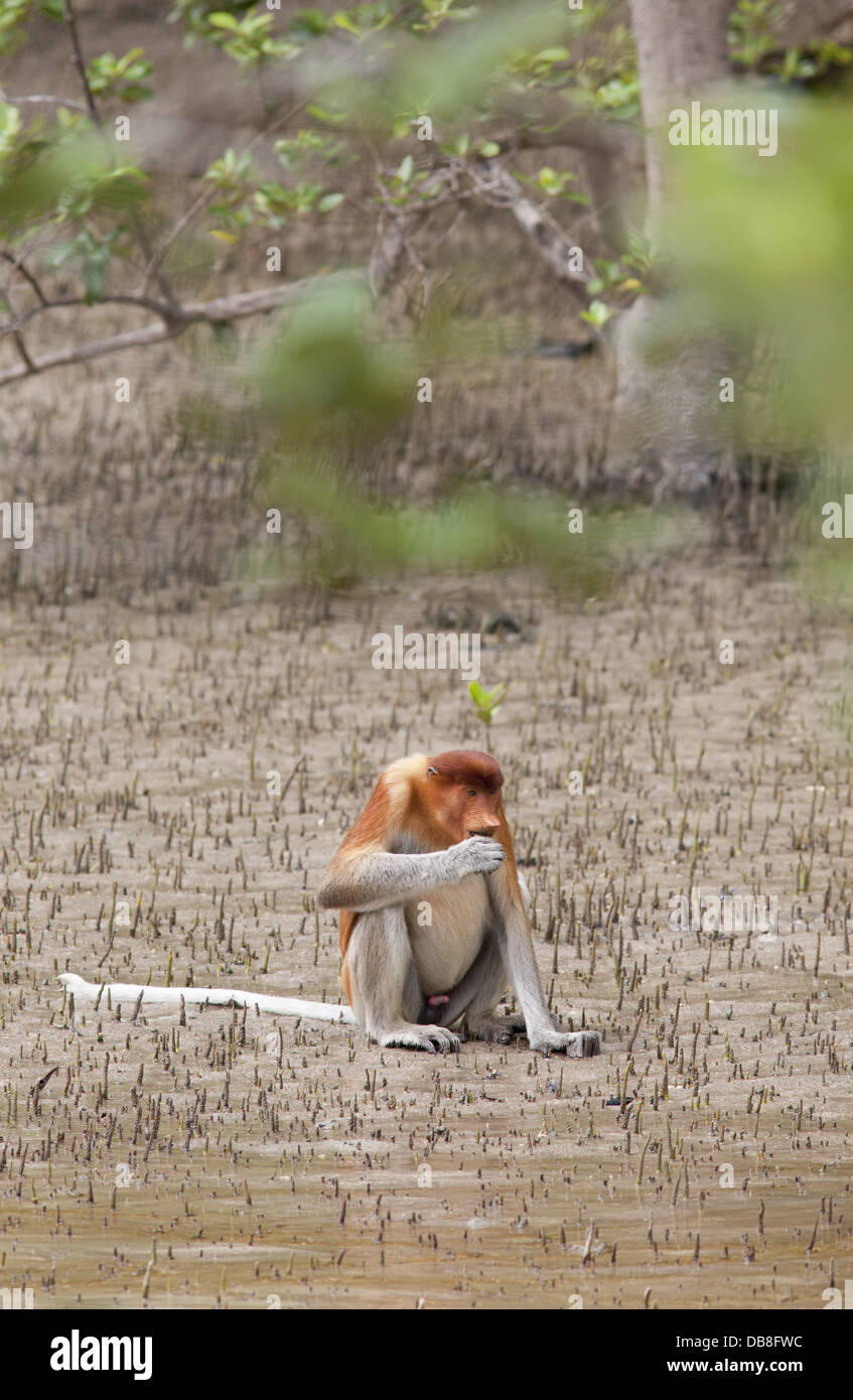 Maschio di scimmia proboscide, Nasalis larvatus, seduto sulla spiaggia, Sabah, Malaysia Foto Stock