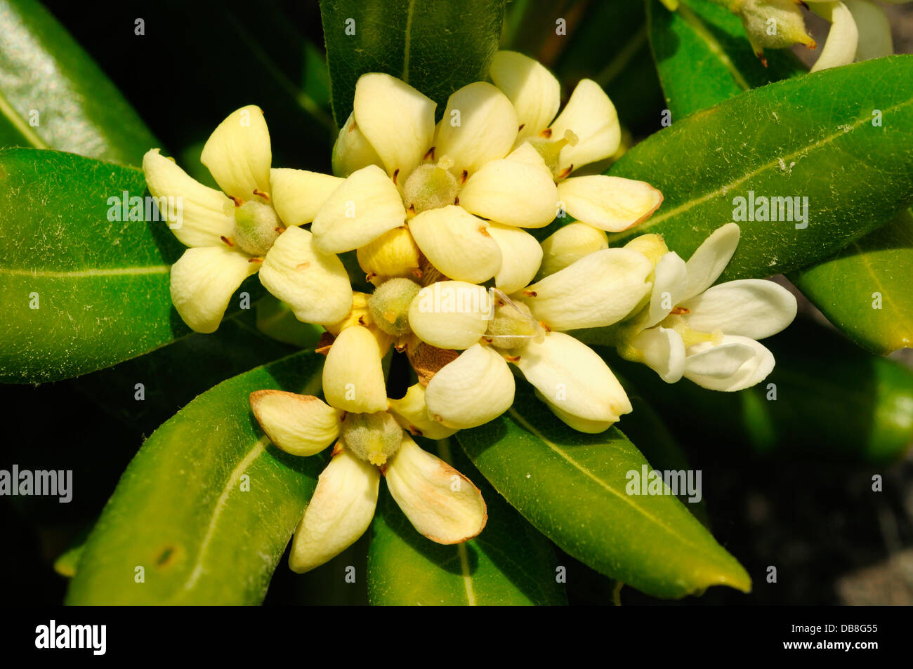 Giapponese mock-arancio o giapponese (cheesewood Pittosporum tobira) Foto Stock