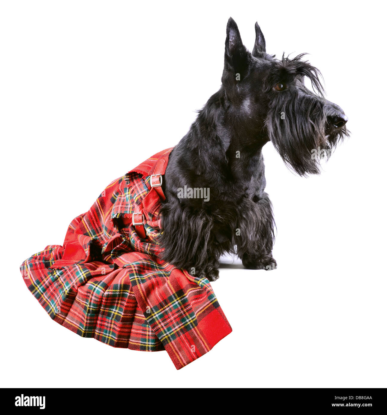 Scotch terrier in un rosso classico kilt seduto su uno sfondo bianco Foto Stock