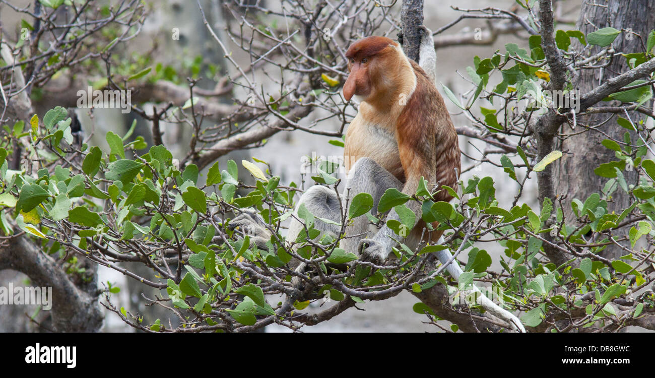 Maschio di scimmia proboscide, Nasalis larvatus seduto in una struttura ad albero di mangrovie, Bako National Park, Sarawak, Malaysia Foto Stock