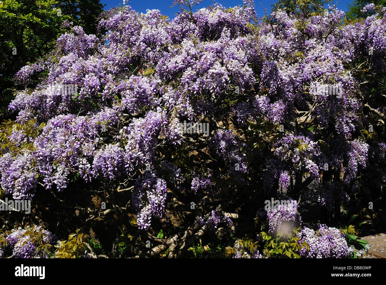 Un ben stabilito pianta di glicine in pieno fiore REGNO UNITO Foto Stock