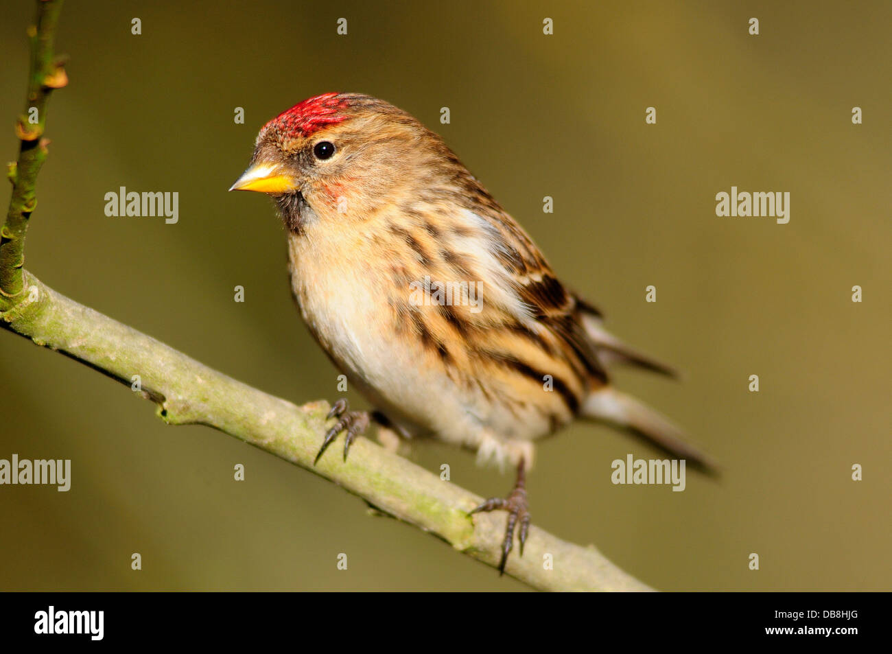 Un redpoll su un ramoscello Foto Stock