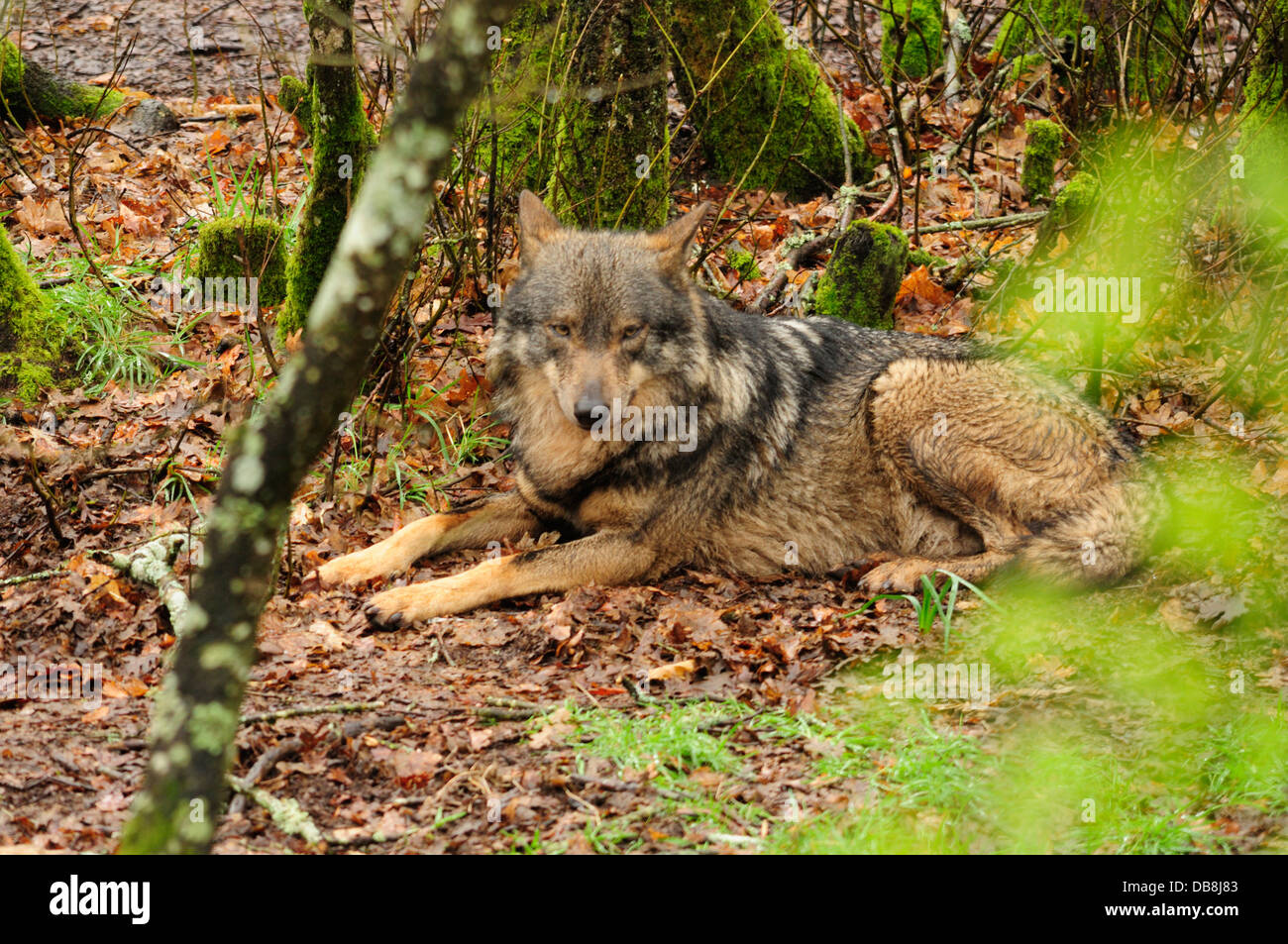 Lupo iberico (Canis lupus signatus) captive. Foto Stock