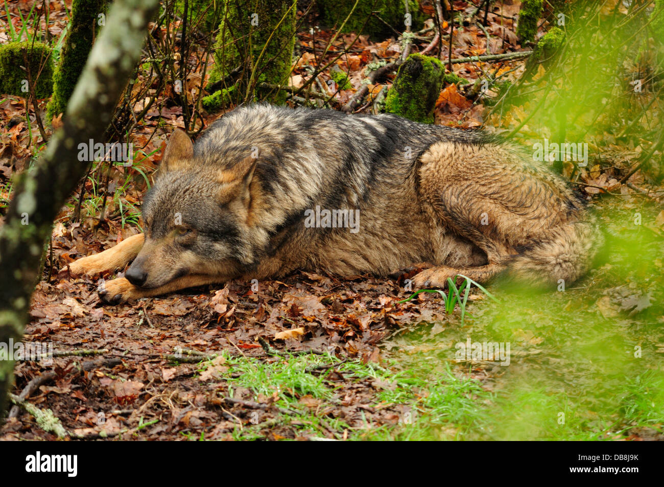 Lupo iberico (Canis lupus signatus) captive. Foto Stock