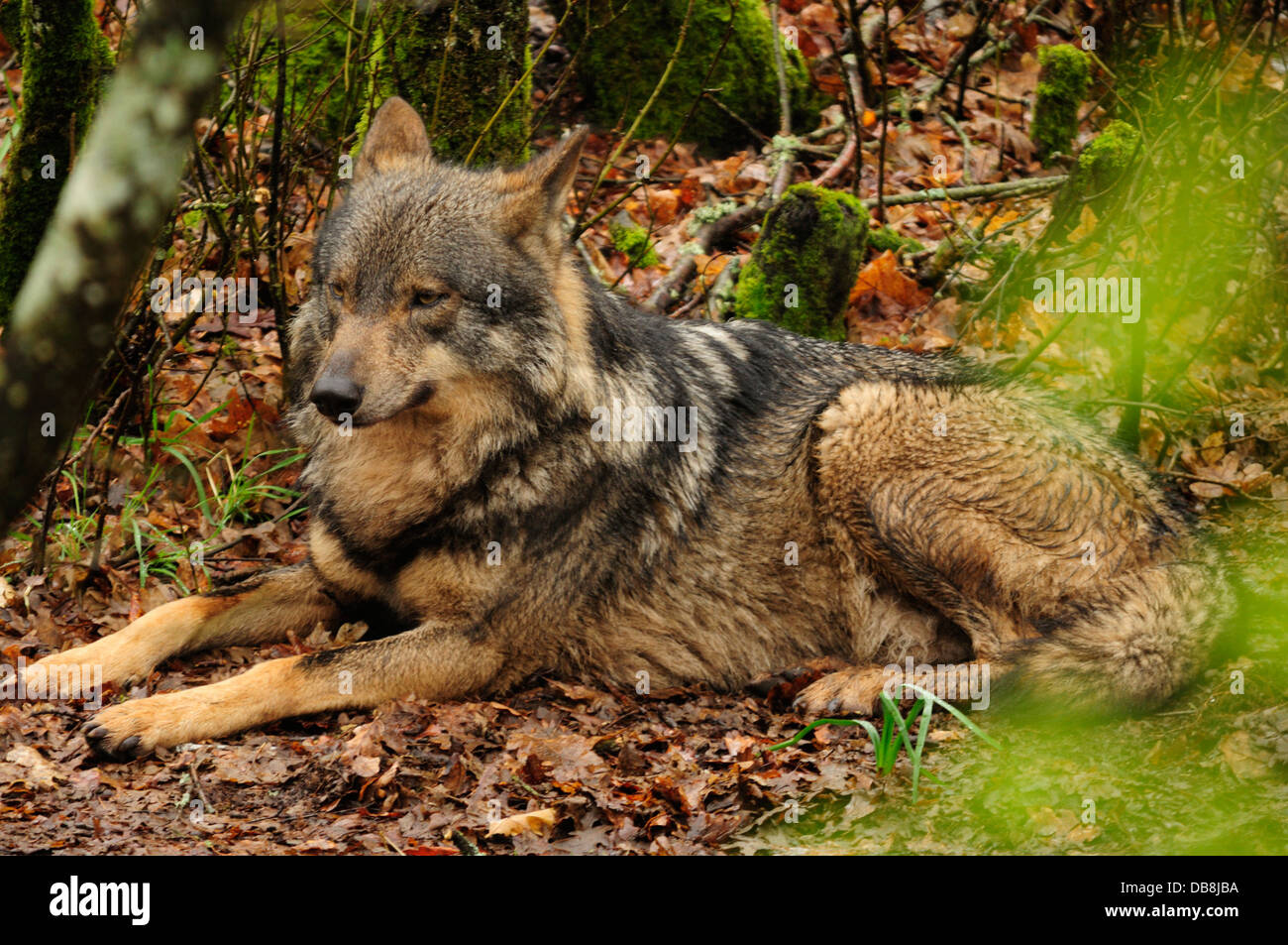 Lupo iberico (Canis lupus signatus) captive. Foto Stock