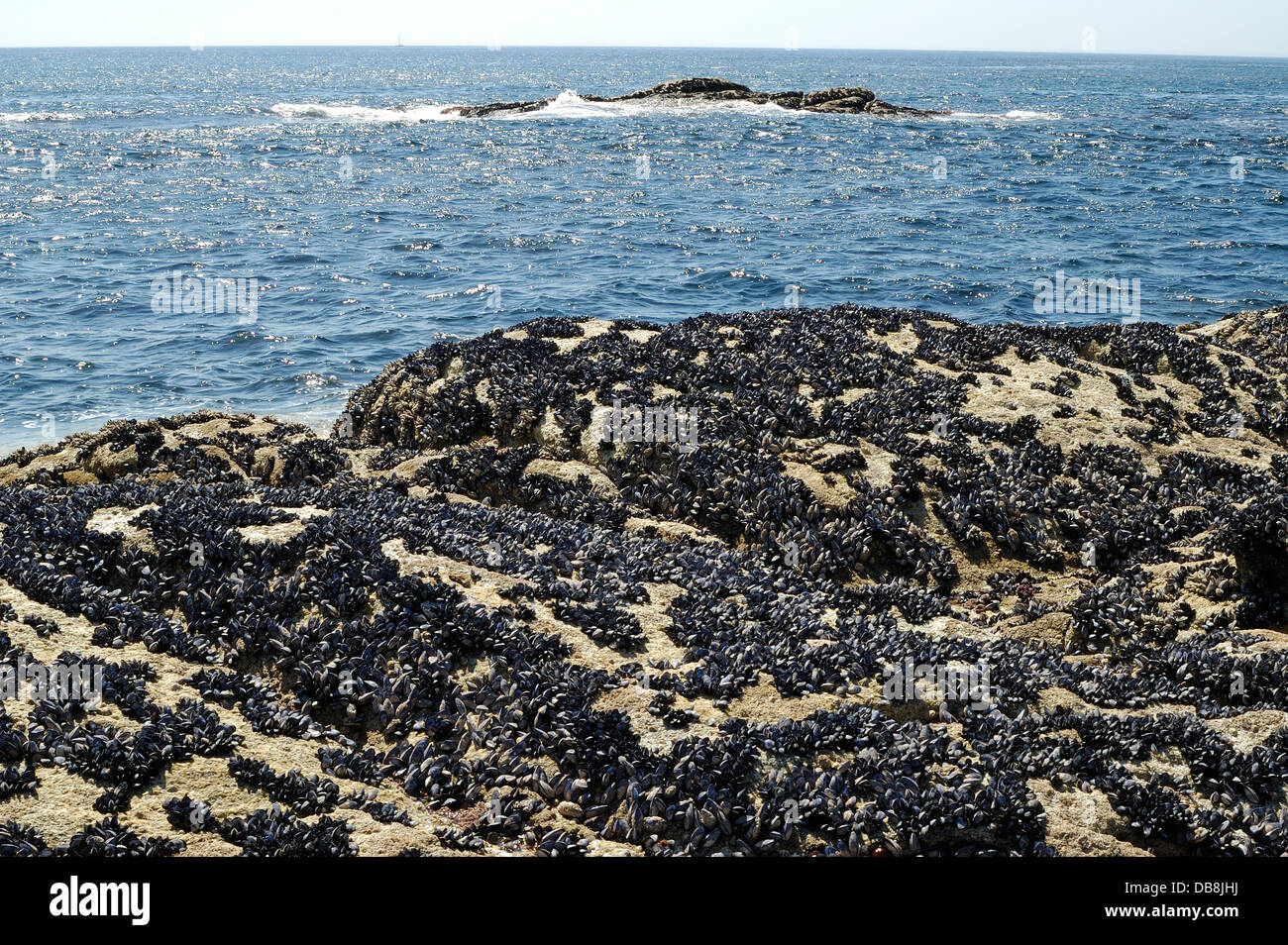 Rocce costiere coperte di Mitili (Mytilus mytilus) Foto Stock