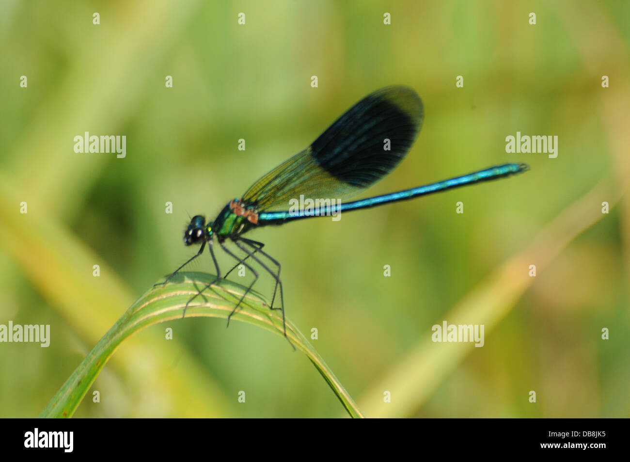 Mosca del drago Foto Stock