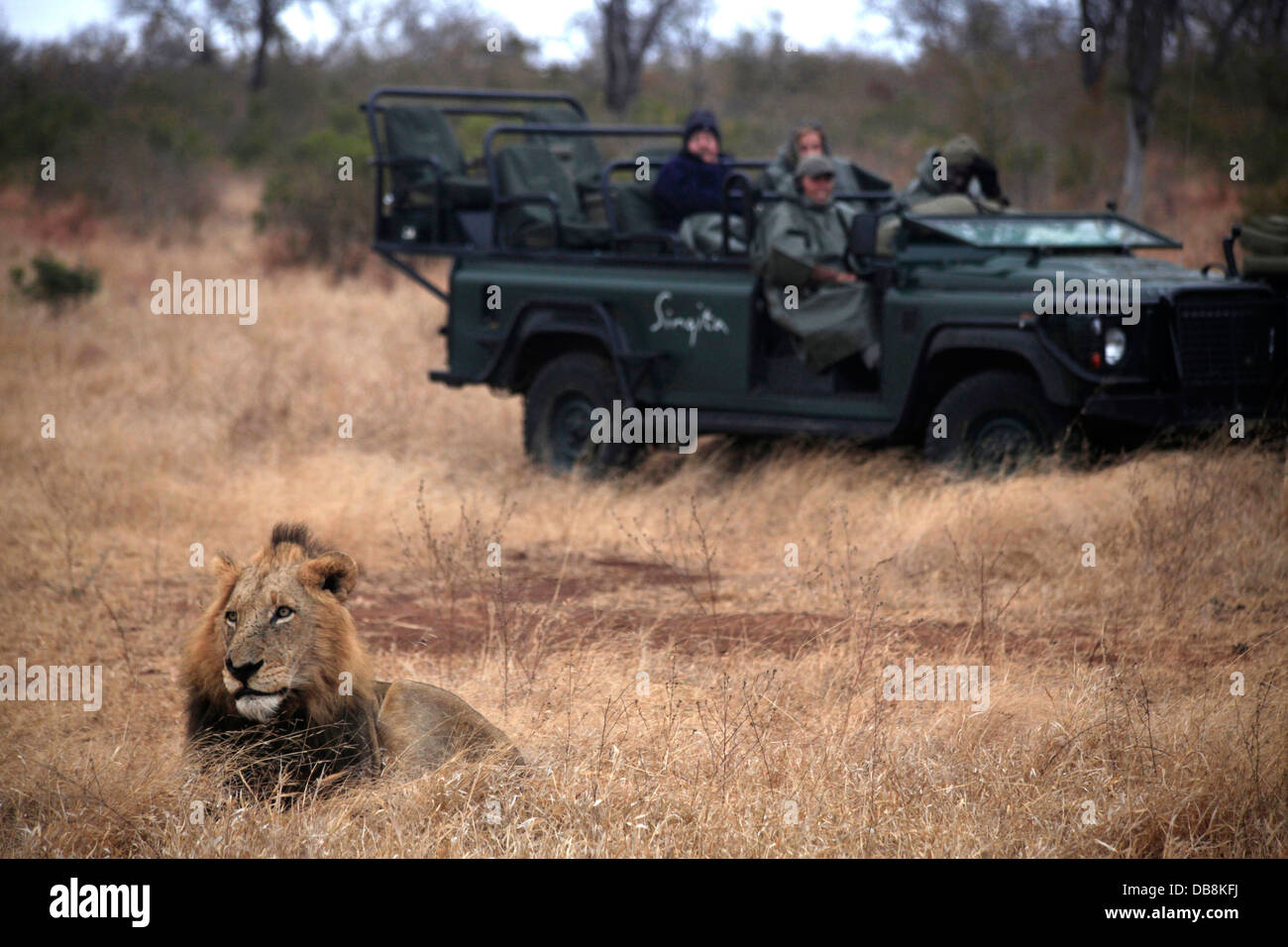 I turisti nella dimora Singita guardando un Lion su un game drive in Sabi Sand Game Reserve adiacente al Parco Nazionale di Kruger Foto Stock