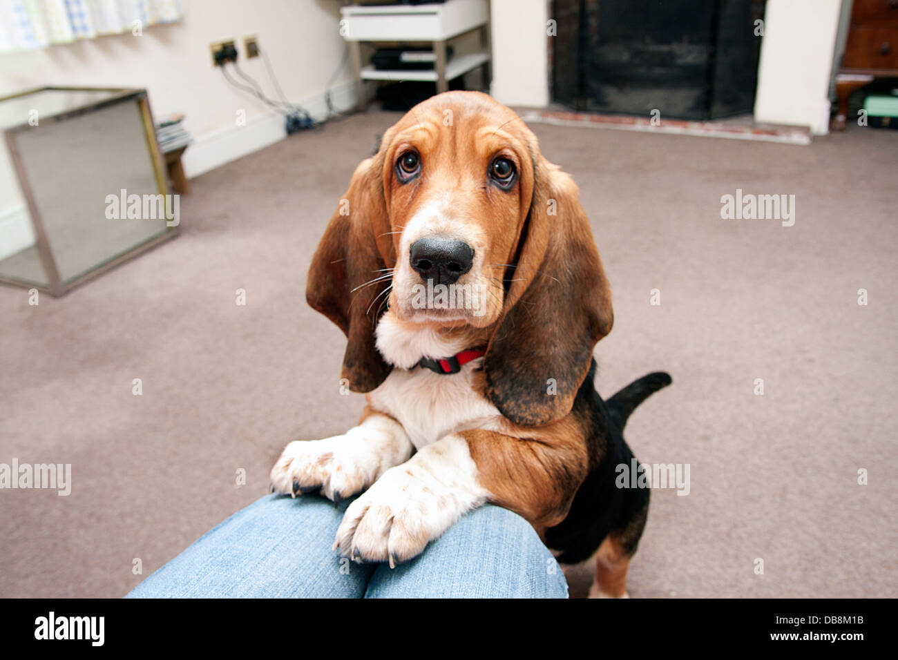 Bassett hound cucciolo jumping fino al proprietario Foto Stock
