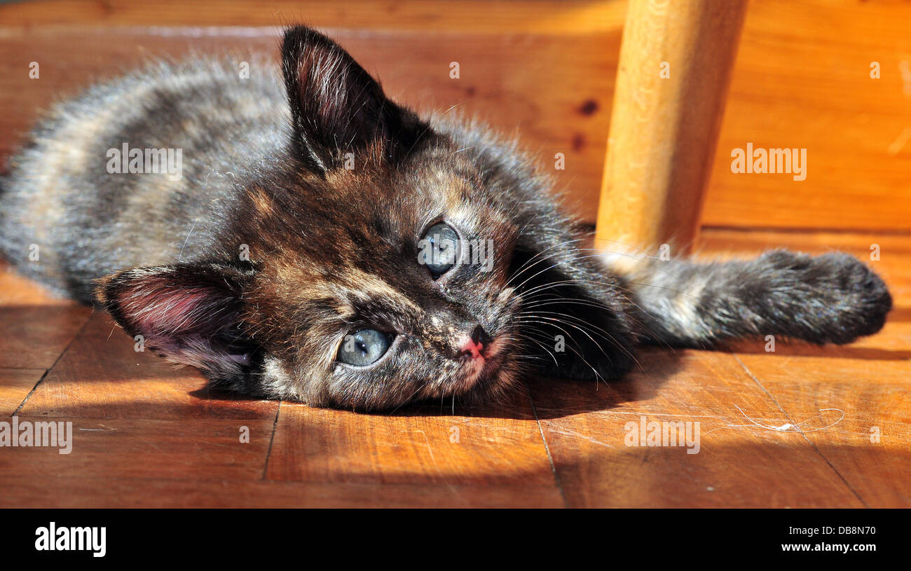 Aberystwyth, Wales, Regno Unito - Bella, 8 settimane vecchio cucciolo, si nasconde sotto un tavolo per cercare di ottenere qualche sollievo dal permanere di elevate temperature e umidità nel Galles occidentale - 25 luglio 2013. Photo credit: John Gilbey/Alamy Live News. Foto Stock