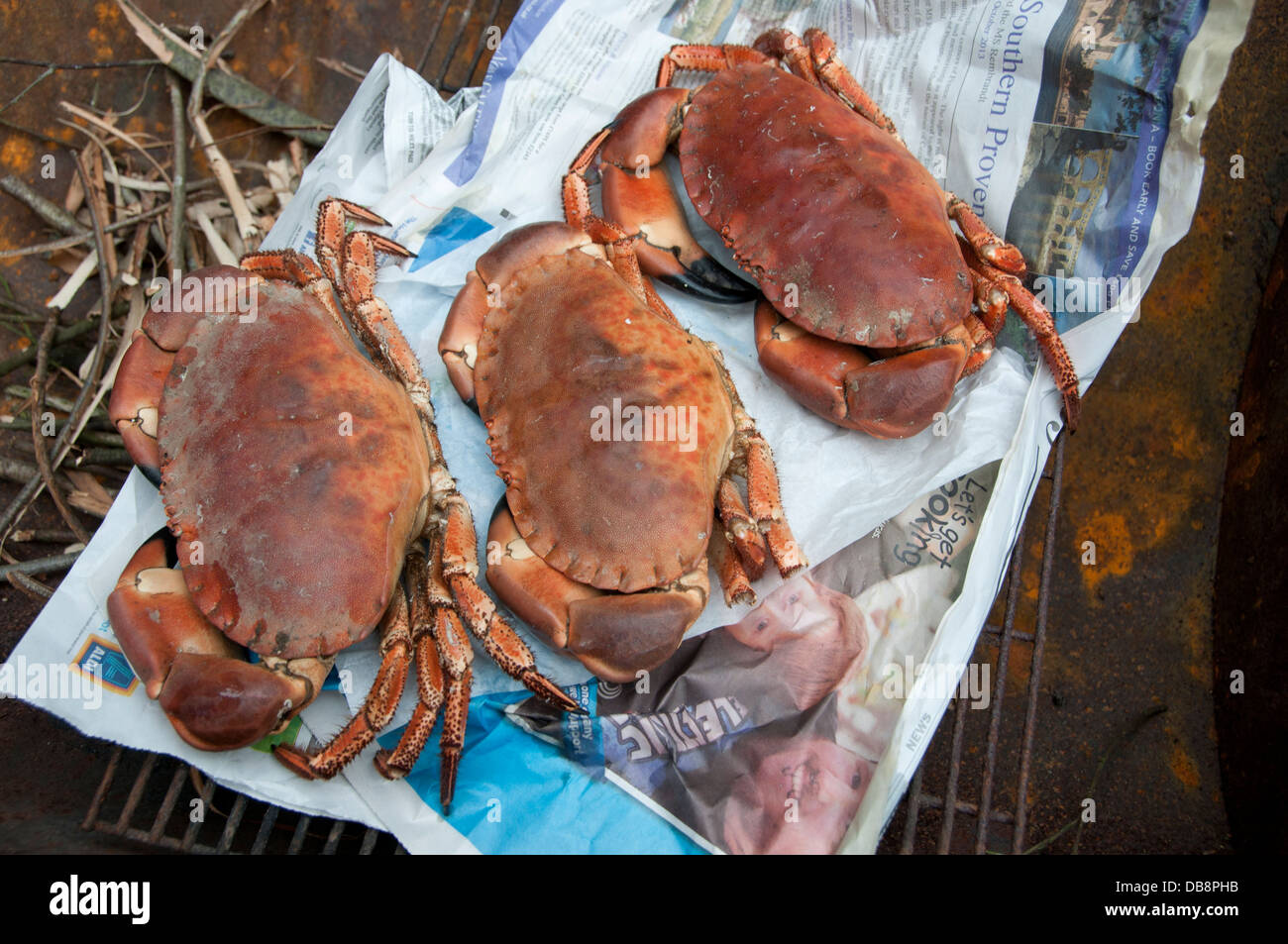 East Sussex. Tre freschi granchio cotte su una pagina di giornale Foto Stock