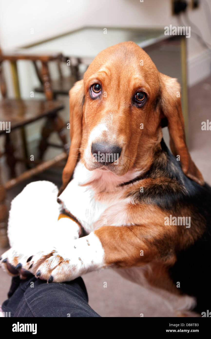 Bassett hound cucciolo jumping fino al proprietario Foto Stock