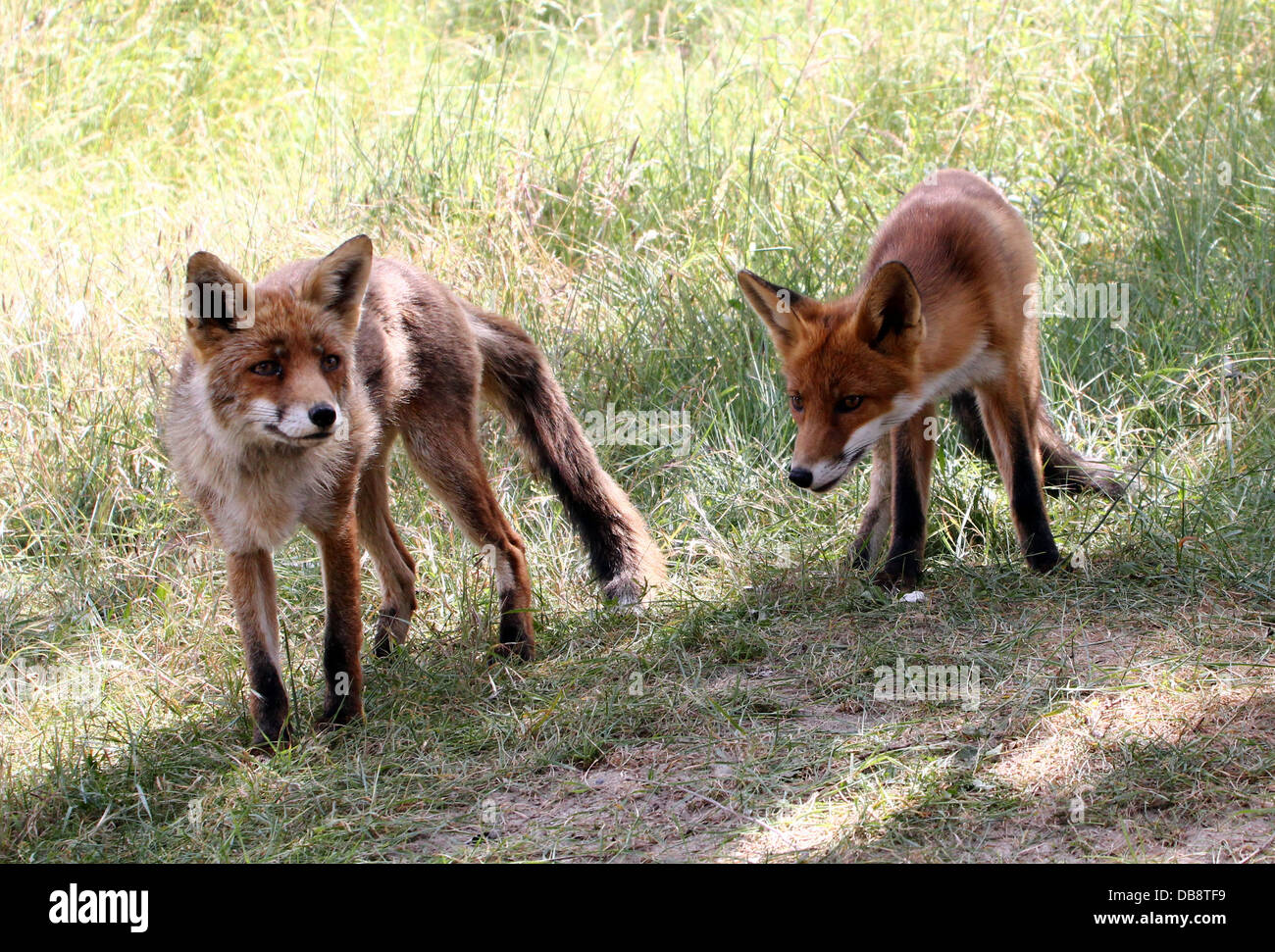 Close-up di madre e figlio rosso europeo volpe (Vulpes vulpes) insieme di caccia Foto Stock