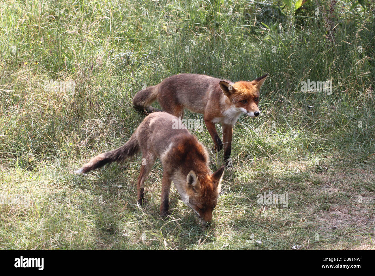 Close-up di madre e figlio rosso europeo volpe (Vulpes vulpes) caccia Foto Stock