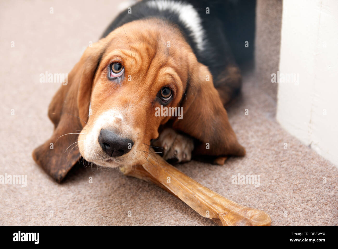 Orecchini Pendenti A Forma Di Basset Hound, Cucciolo E Mamma, Multicolore, Regalo Divertente