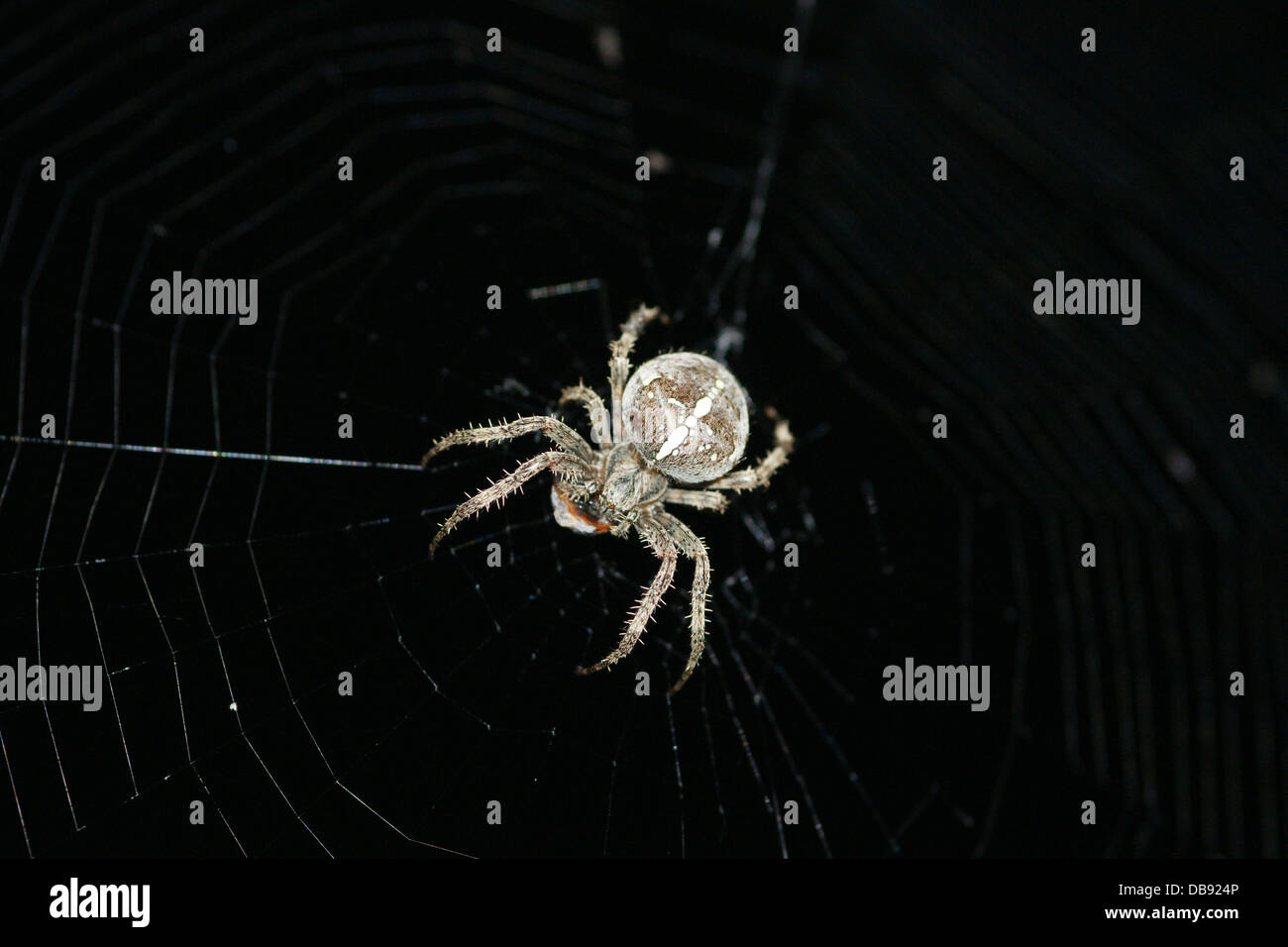 Immagine macro di ragno con una croce bianca sulla sua schiena Foto stock -  Alamy