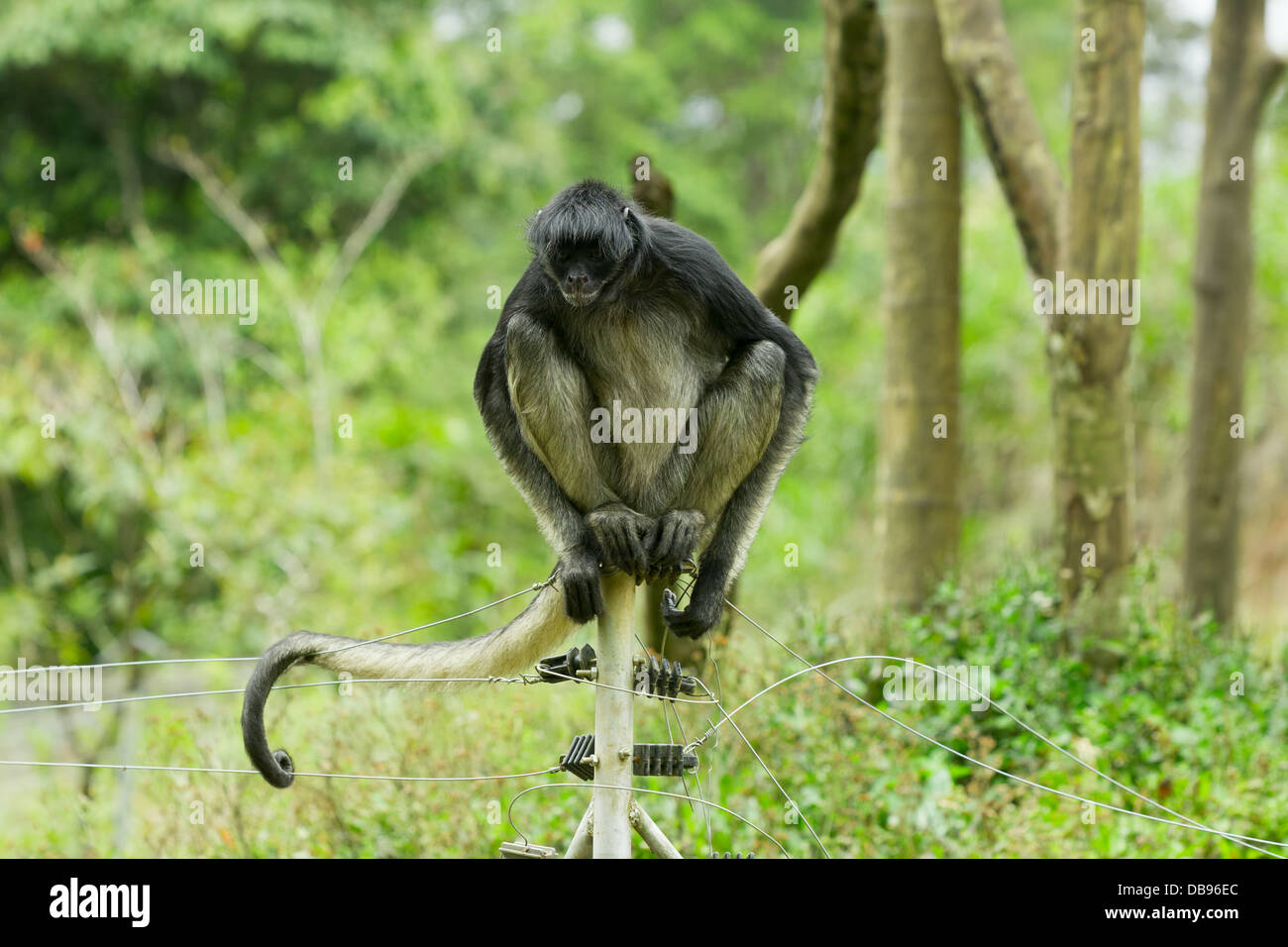 In via di estinzione Spider Monkey seduto su un recinto elettrico Foto Stock