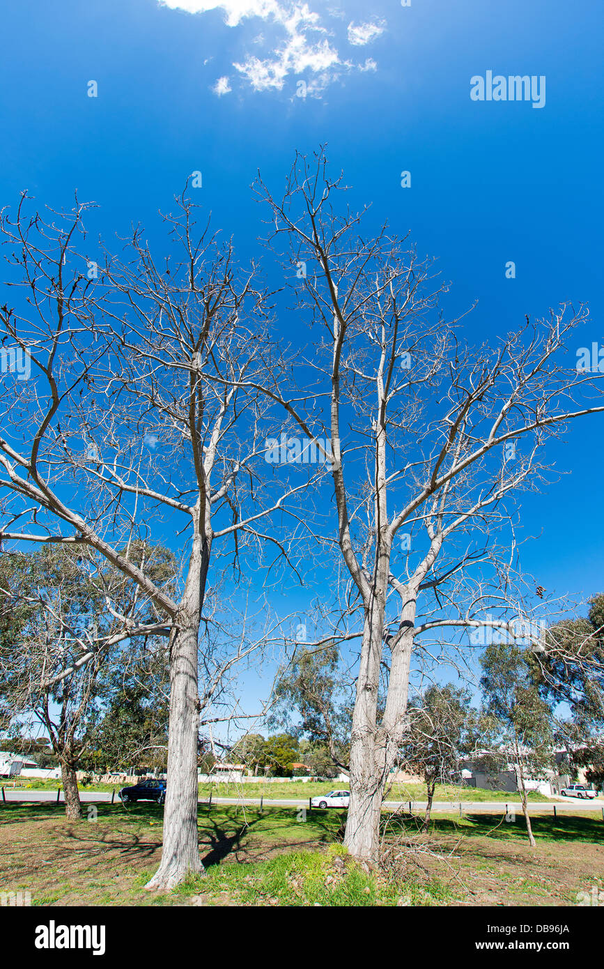 Inverno alberi al Lago Gwelup Foto Stock