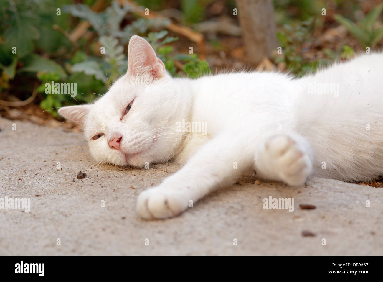 Gatto di casa, Veli Losinj, isola di Losinj, golfo di Kvarner, Croazia Foto Stock