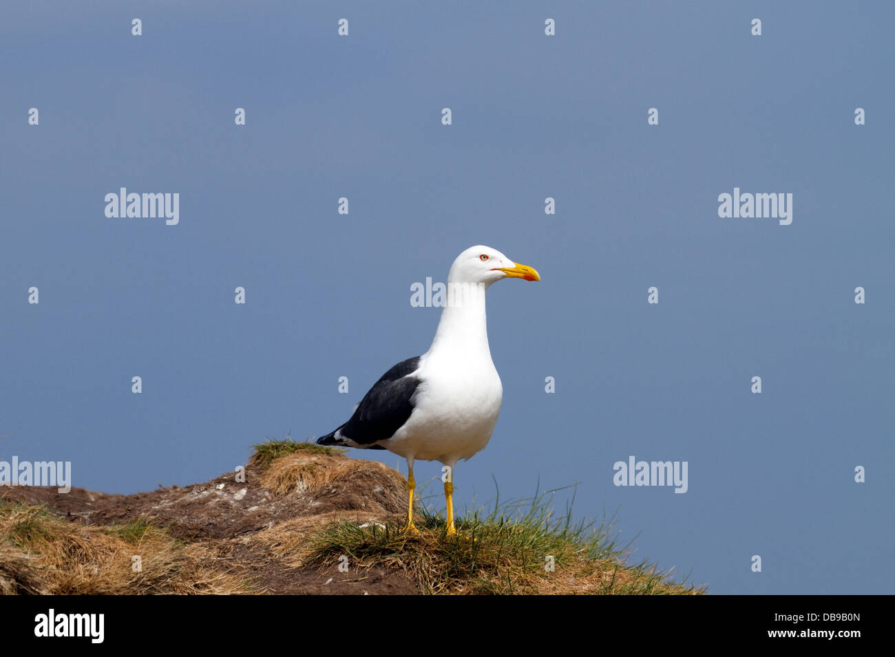 Lesser black-backed gull su isole farne Foto Stock