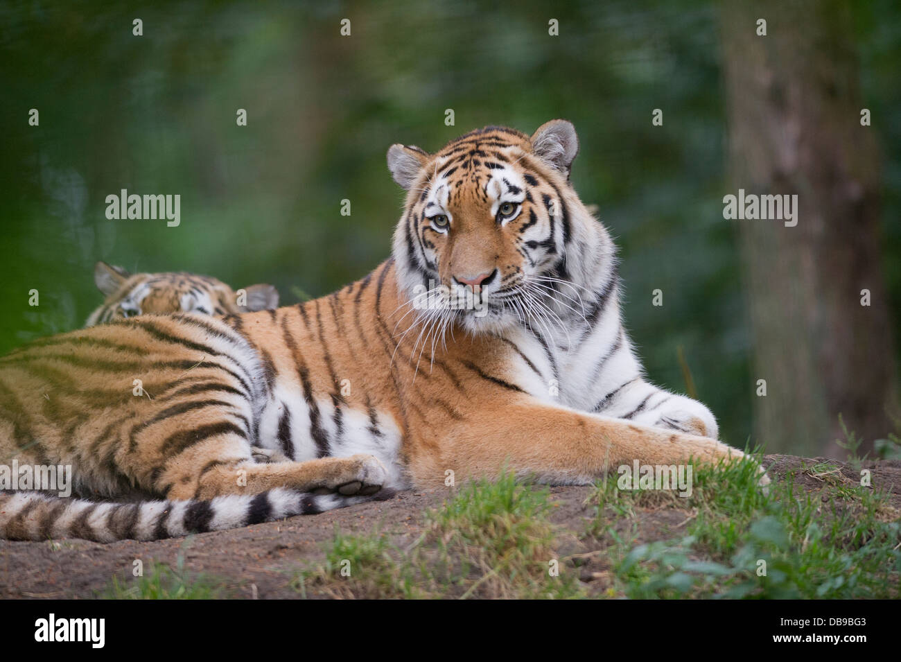 Tigre Siberiana (Panthera tigris altaica), noto anche come la tigre di Amur Foto Stock