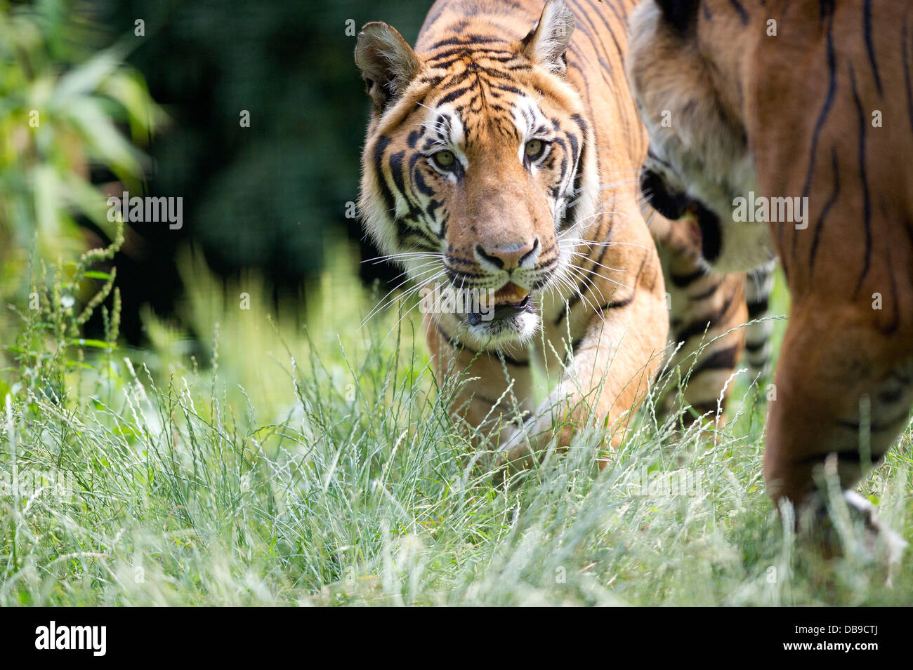 Tigre Siberiana (Panthera tigris altaica), noto anche come una tigre di Amur Foto Stock