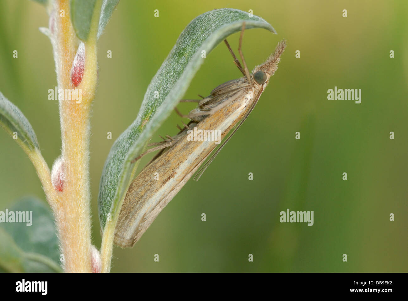 Erba-falena impiallacciatura (Agriphila tristella) su Whitford Burrows Riserva Naturale Nazionale Foto Stock