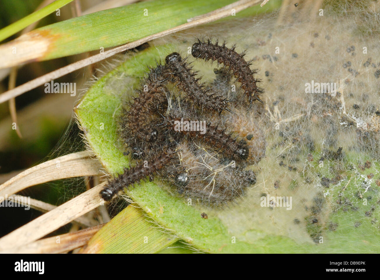 Web di giovani Marsh Fritillary bruchi (Euphydryas aurinia) Foto Stock
