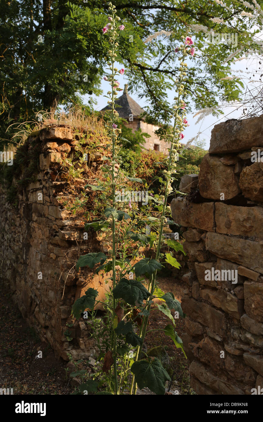 Pigeonnier e hollyhocks che cresce su un muro rotto nel borgo medievale di La Contie, parte del comune di Najac, Aveyron, Occitanie, Francia Foto Stock