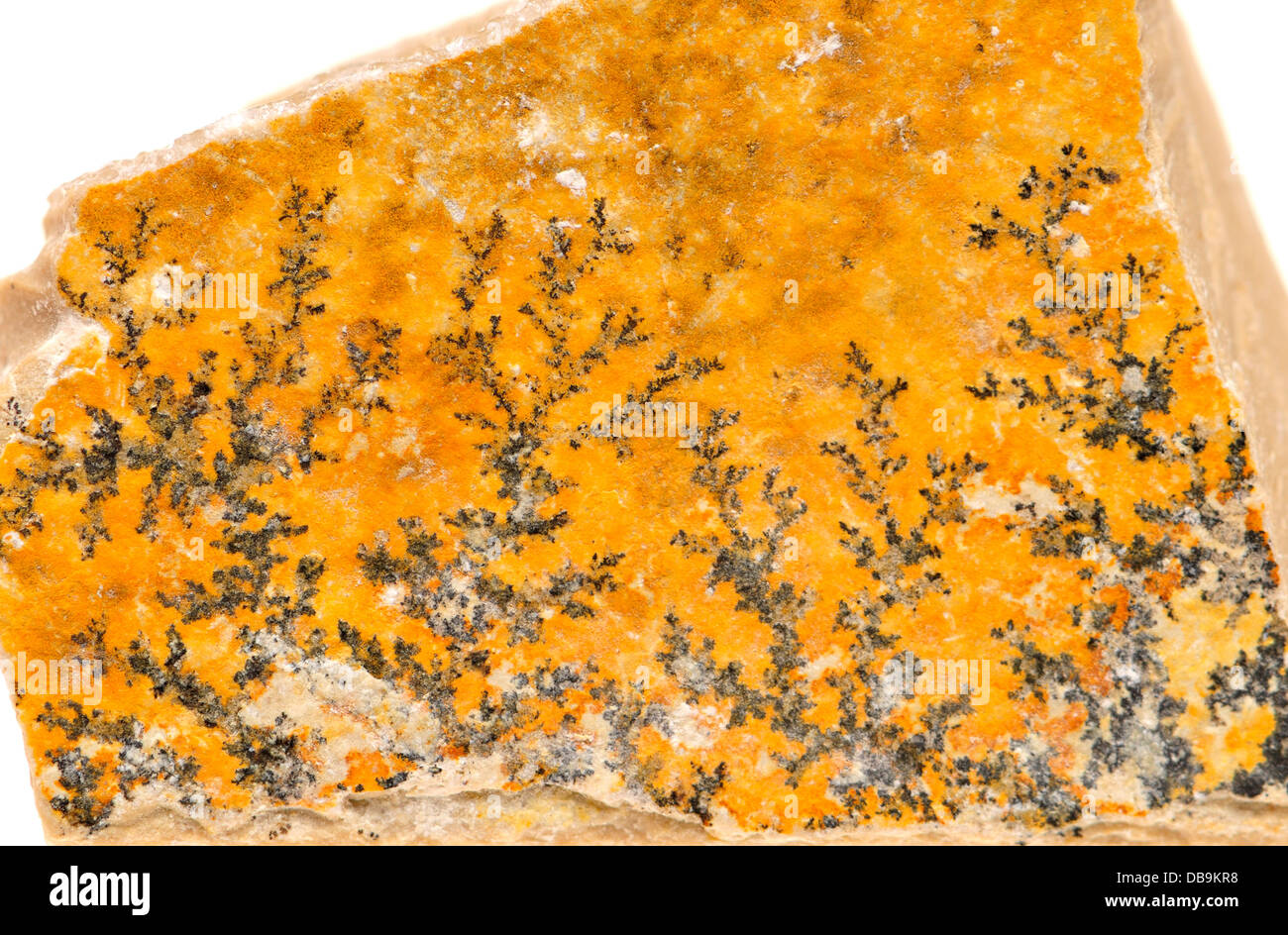 Pirolusite dendritica di cristalli (ossido di manganese) sulla superficie di roccia Foto Stock