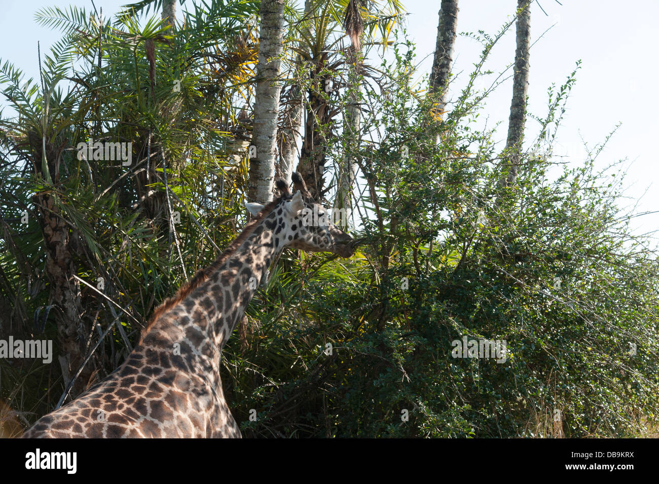 La giraffa mangiare, il Regno degli Animali di Disney presso il Walt Disney World Resort di Orlando, Florida, Foto Stock