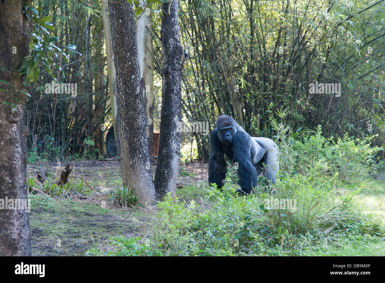 Gorilla al Regno degli Animali di Disney presso il Walt Disney World Resort di Orlando, Florida, Foto Stock
