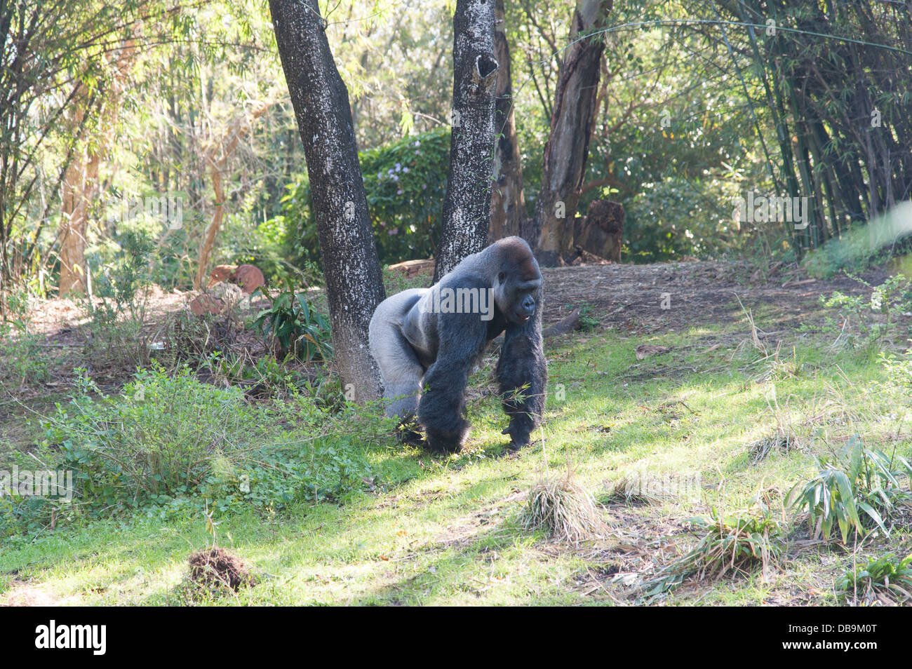 Gorilla il Regno degli Animali di Disney presso il Walt Disney World Resort di Orlando, Florida, Foto Stock