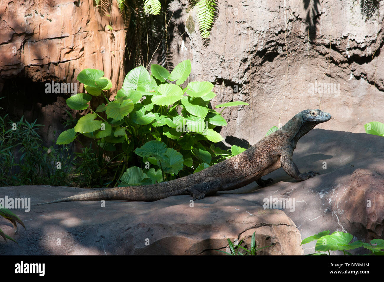 Drago di Komodo, il Regno degli Animali di Disney presso il Walt Disney World Resort di Orlando, Florida, Foto Stock
