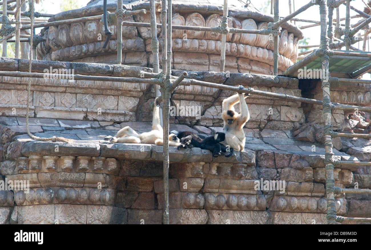 Il Regno degli Animali di Disney presso il Walt Disney World Resort di Orlando, Florida, Foto Stock