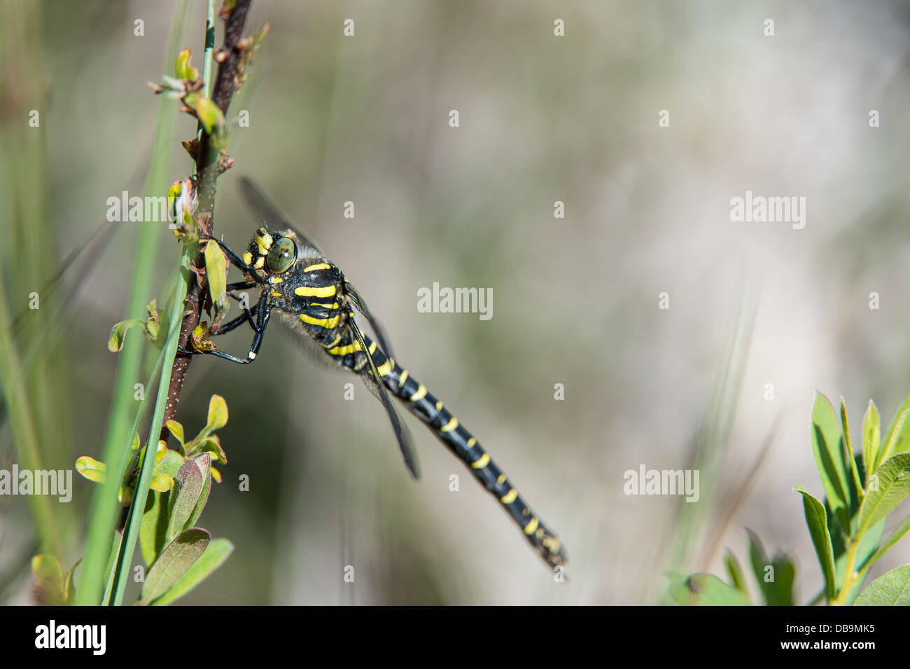 Golden-inanellati Dragonfly, Cordulegaster boltonii, Foto Stock