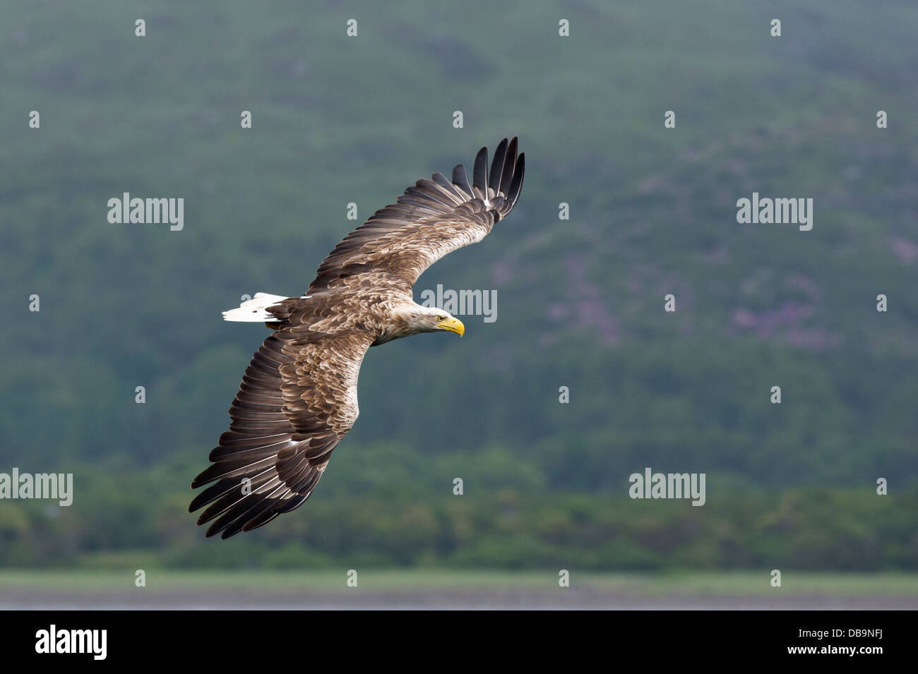 White-tailed Sea Eagle (Haliaetus albicilla), Isle of Mull, Scotland, Regno Unito Foto Stock