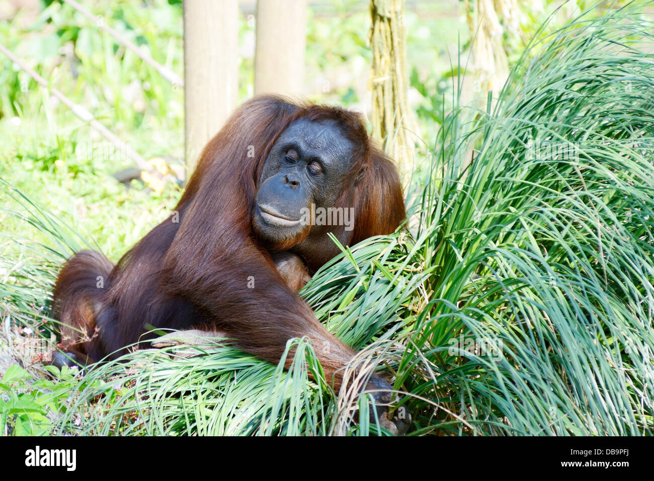 Orangutan madre cercando felice e il contenuto con il bambino nelle braccia Foto Stock