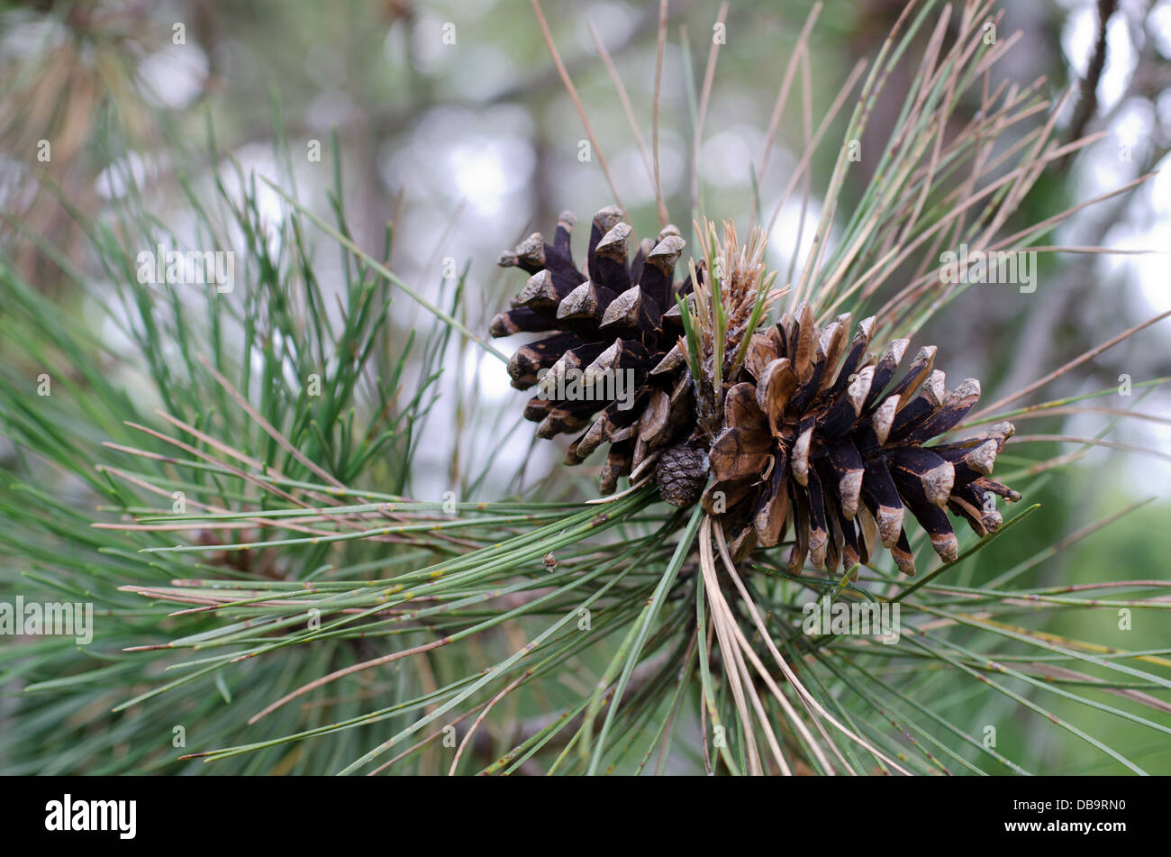 Due coni di pino su un albero Foto Stock