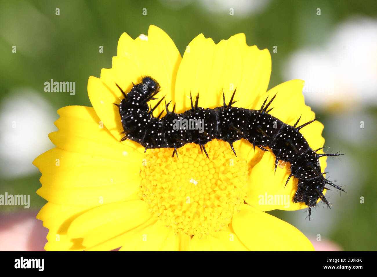 Nero e pungenti di Caterpillar common farfalla pavone (Inachis io) - 12 immagini in serie Foto Stock