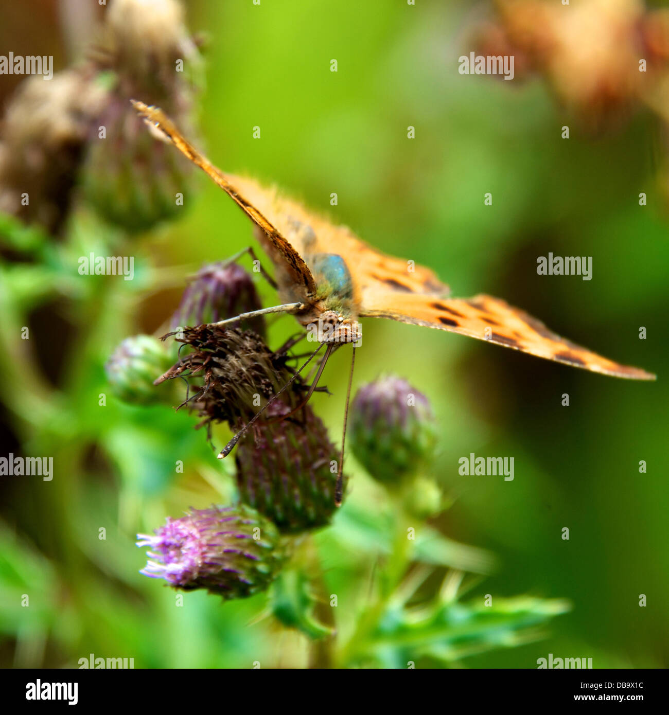 A Betchworth, Surrey, Regno Unito. Il 26 luglio 2013. Una virgola Butterfly poggia su un fiore di cardo in una zona umida prateria sulle rive del Fiume Mole a Betchworth, Surrey venerdì 26 luglio 2013. Credito: Foto di Lindsay Constable /Alamy Live News Foto Stock